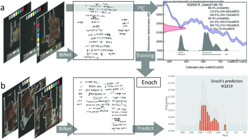 By combining writing styles with carbon-14 dates of manuscripts using artificial intelligence, the date-prediction model Enoch is able to produce an accurate date for the manuscript.