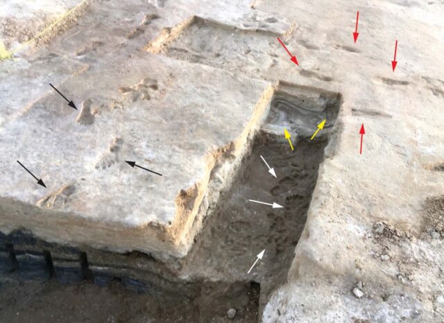 Ancient human footprints found in situ at at White Sands National Park in New Mexico.