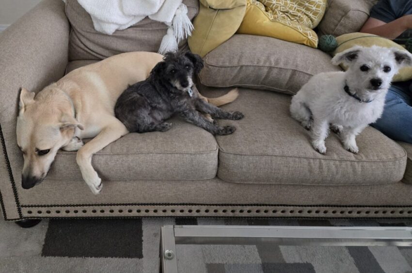 A big yellow dog, a little gray dog, and a little white dog