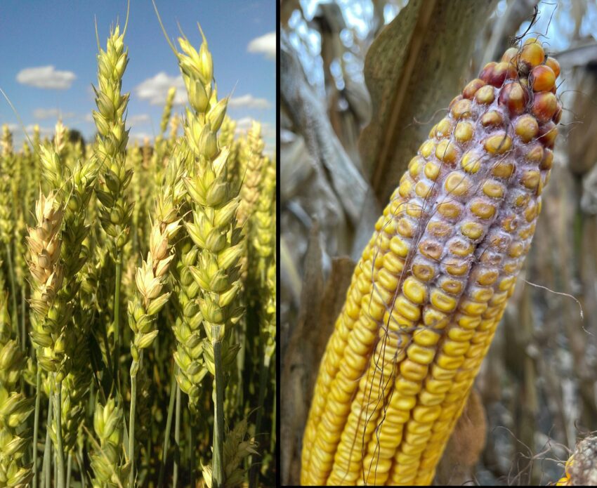 Photos of wheat and corn with infections