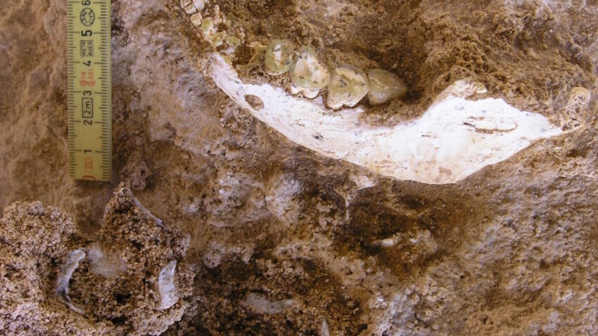 Відкриття: Як новий викопний знайдення наблизило нас до нашого спільного предка з неандертальцями та денісівцями